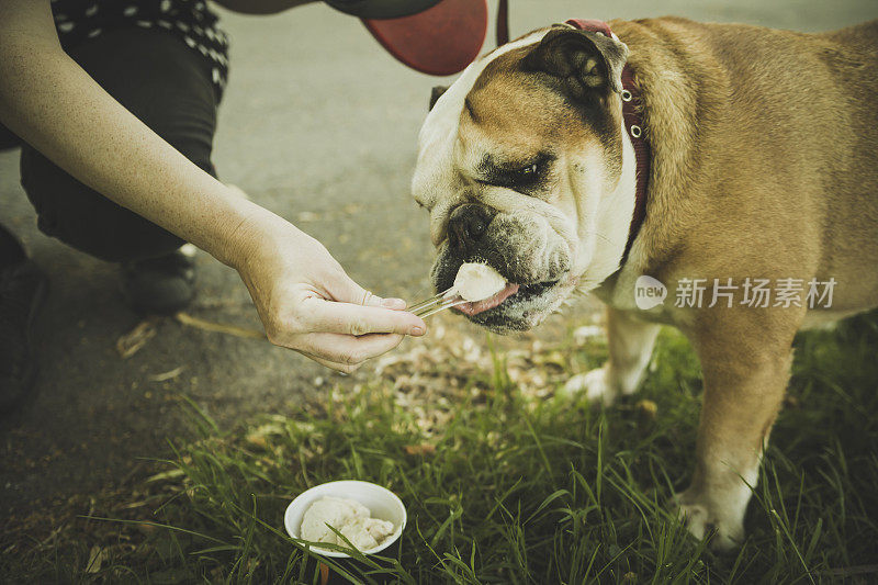 斗牛犬在吃冰淇淋