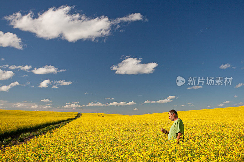 一个农民站在油菜籽地里