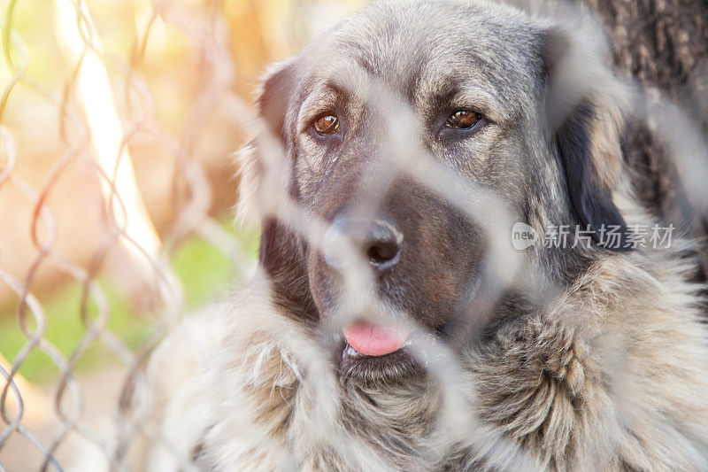 在笼子里的牧羊犬，独自留下