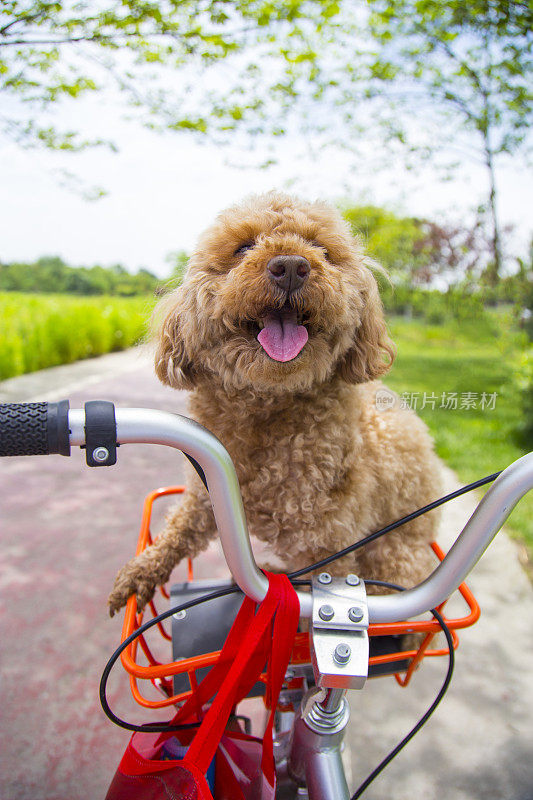 贵宾犬