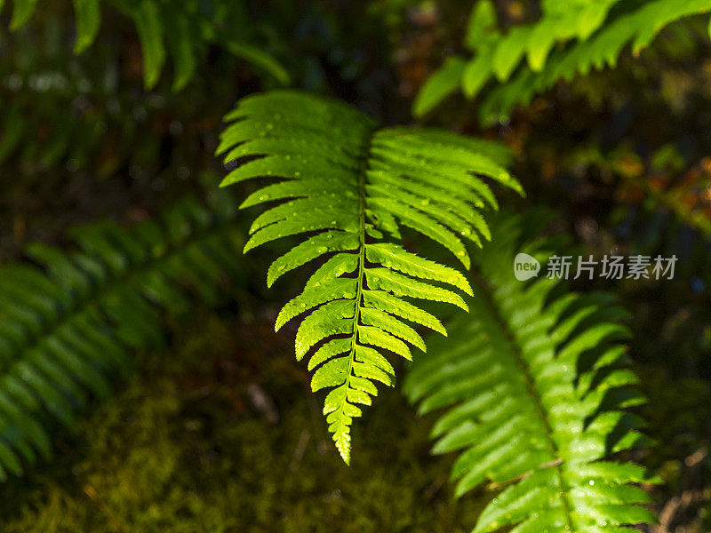 绿蕨模糊地日本花园俄勒冈“创意内容简介”700060701