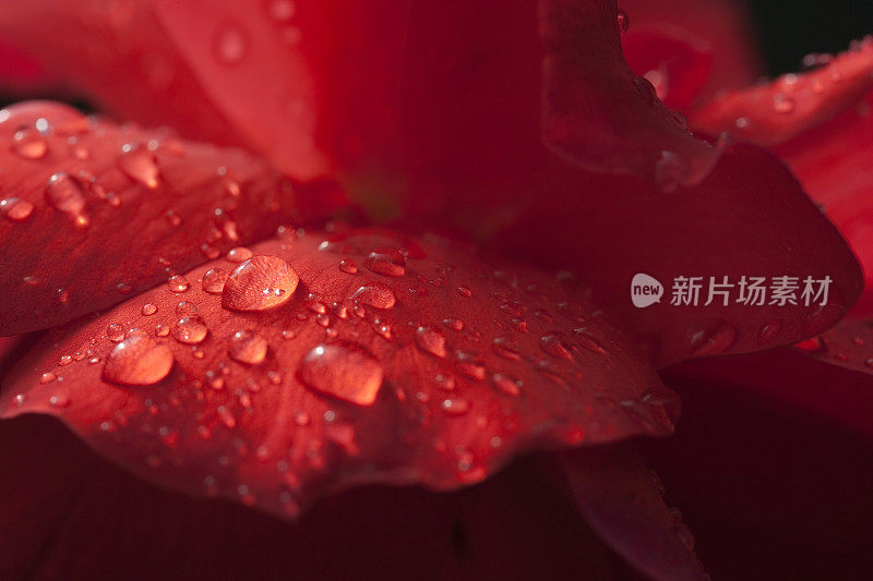 雨后带露珠的红玫瑰