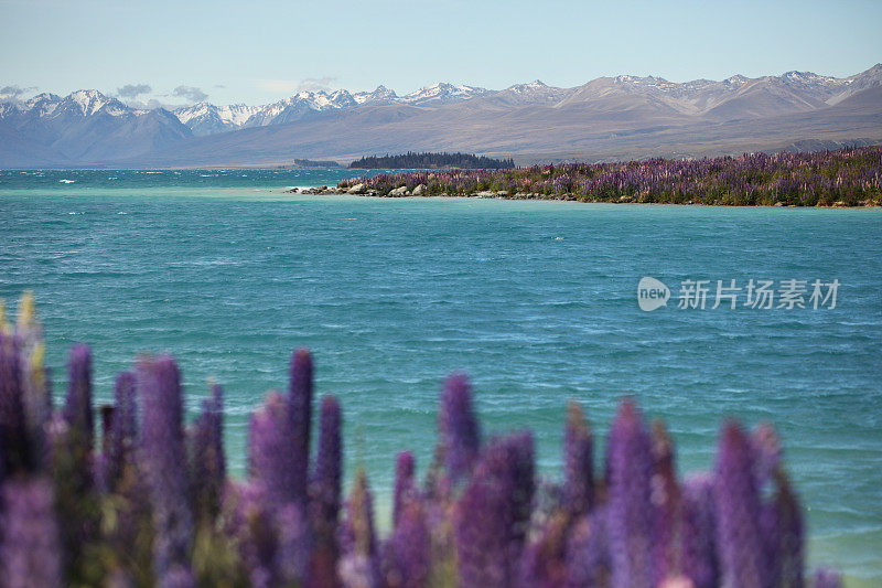 特卡波湖的Lupins