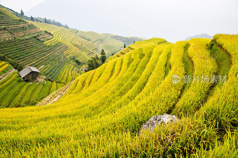 龙骨梯田