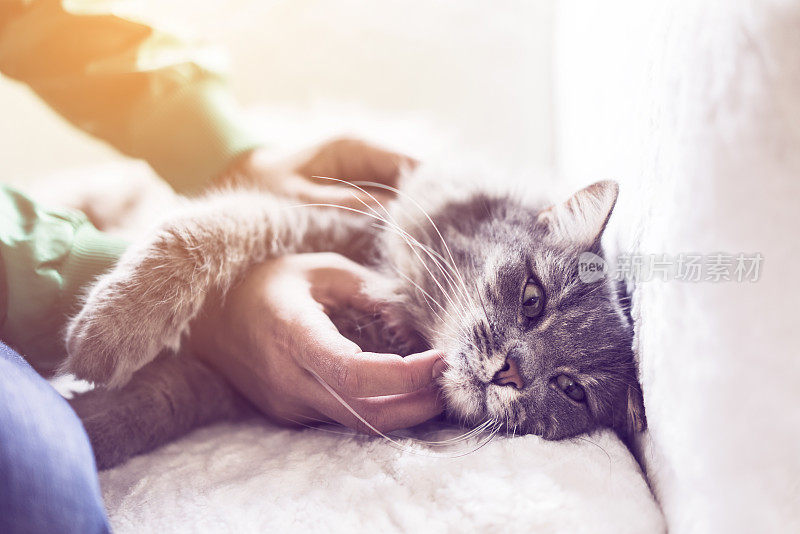 手抚摸着躺在沙发上的家猫