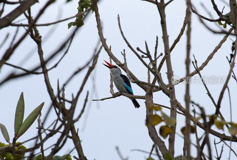卢旺达的林地翠鸟