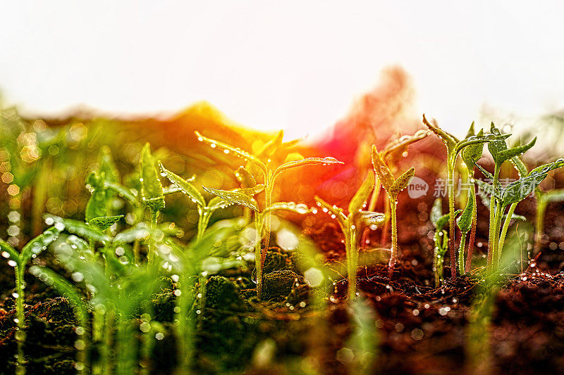 太阳升起时，刚发芽的新鲜嫩绿的湿苗从土壤上慢慢长出来。