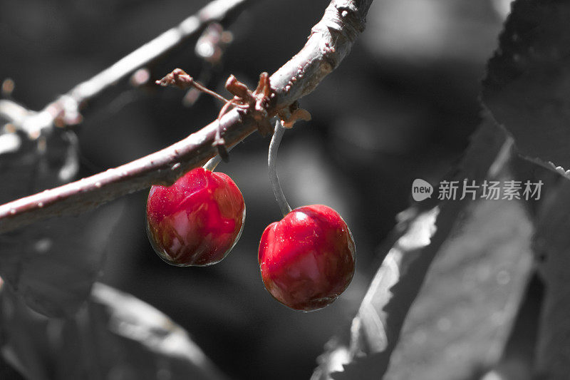 樱桃树上有红色的樱桃，树叶和树枝上有黑白的背景。