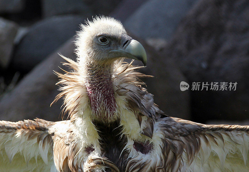 喜马拉雅秃鹫(Gyps喜马拉雅秃鹫)沐浴后晾晒翅膀