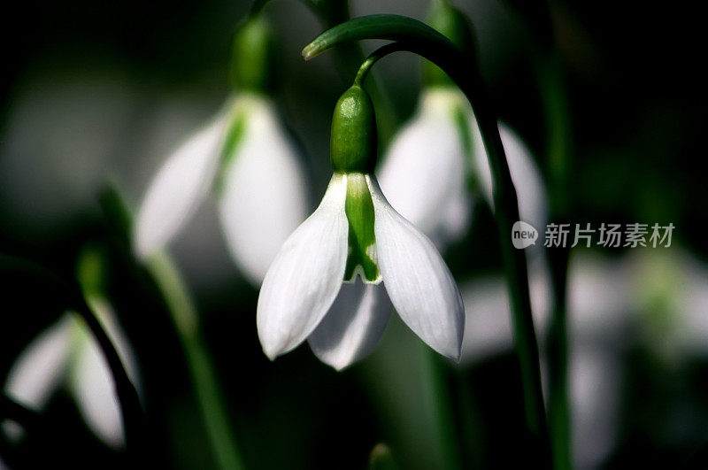 雪花莲