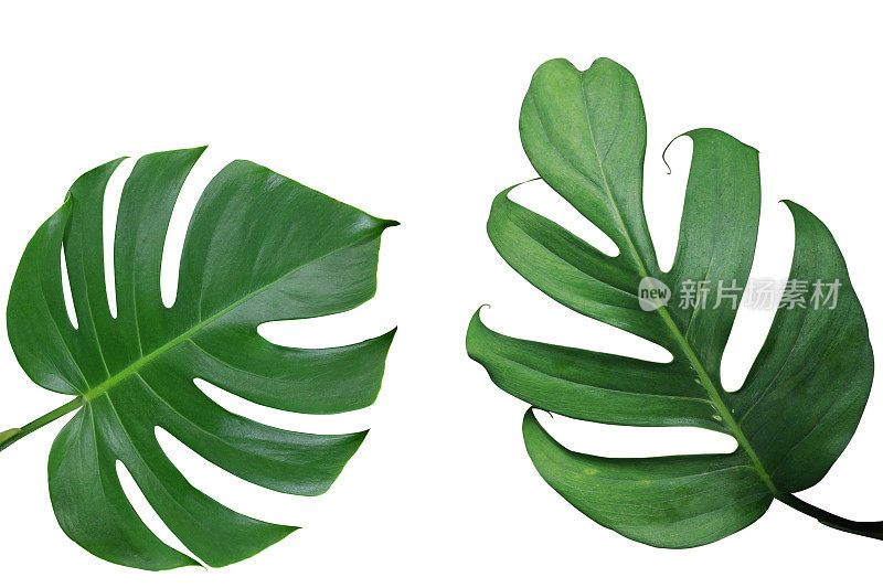 热带叶的自然框架布局，白底孤立的外来叶类植物，包括剪枝路径。