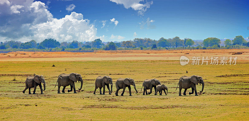 赞比亚南卢安瓜国家公园，一群大象正在穿过卡丰塔小屋的平原
