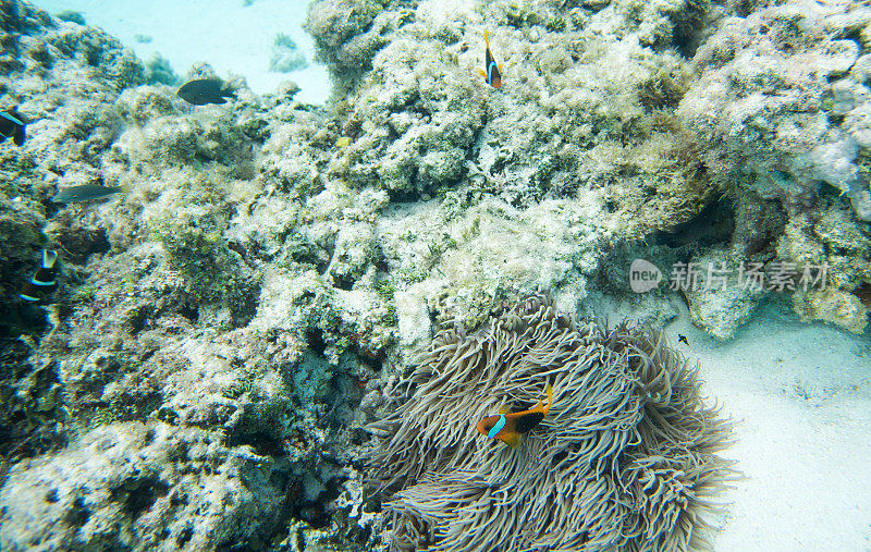 海Anemonefish