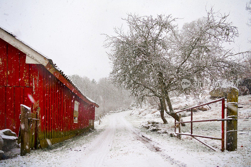阴沉沉的暴风雪中的旧谷仓