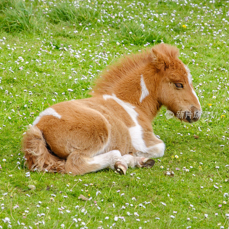 设得兰马种的小马驹，原产于苏格兰设得兰群岛。