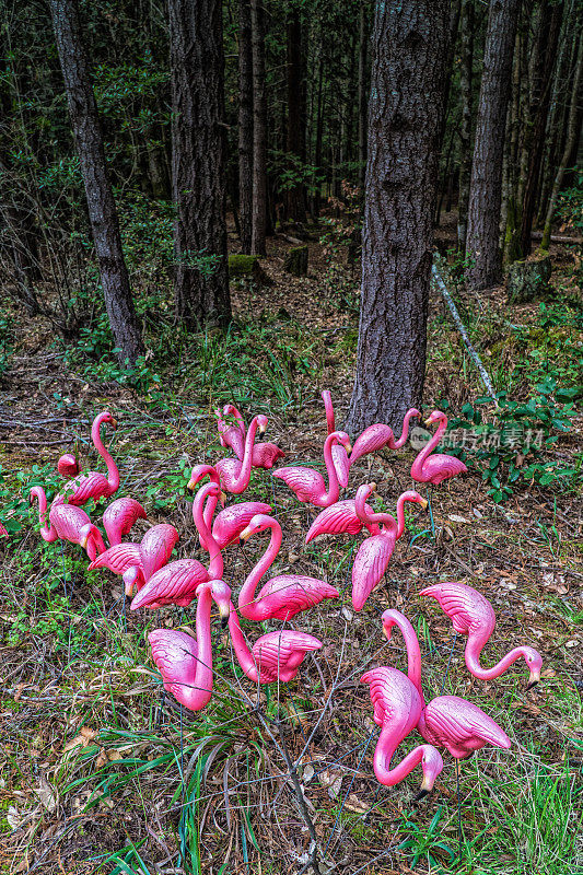 森林里的粉红色塑料火烈鸟