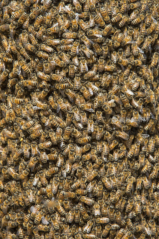蜂群形成新蜂群的特写