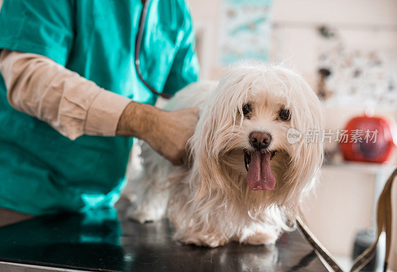 兽医诊所的白色马耳他犬。