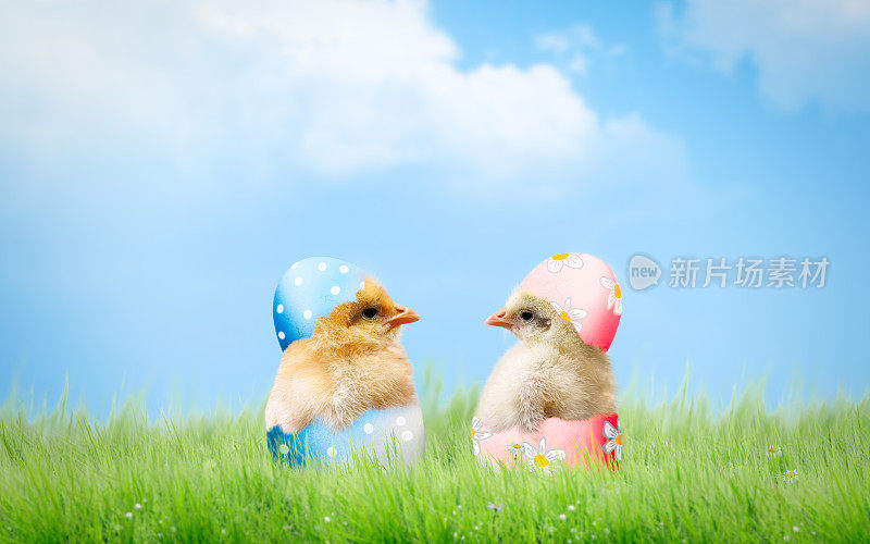 可爱的新生小鸡在粉红色和蓝色的壳