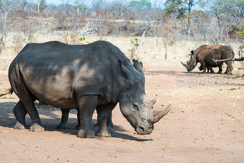 赞比亚的白犀牛