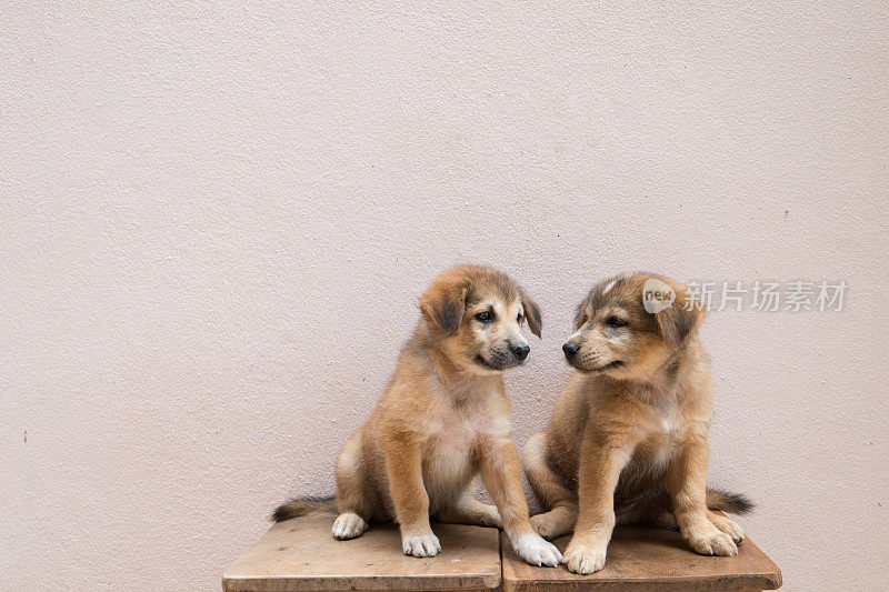 两只可爱的双胞胎棕色小狗坐在一起，看着对方