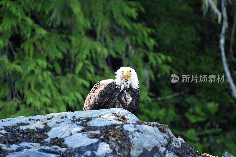 白头海雕