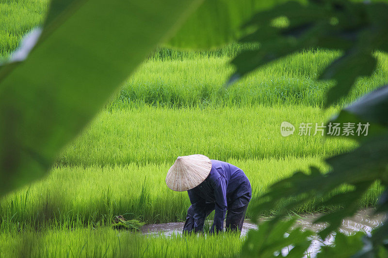 越南稻田里的稻农