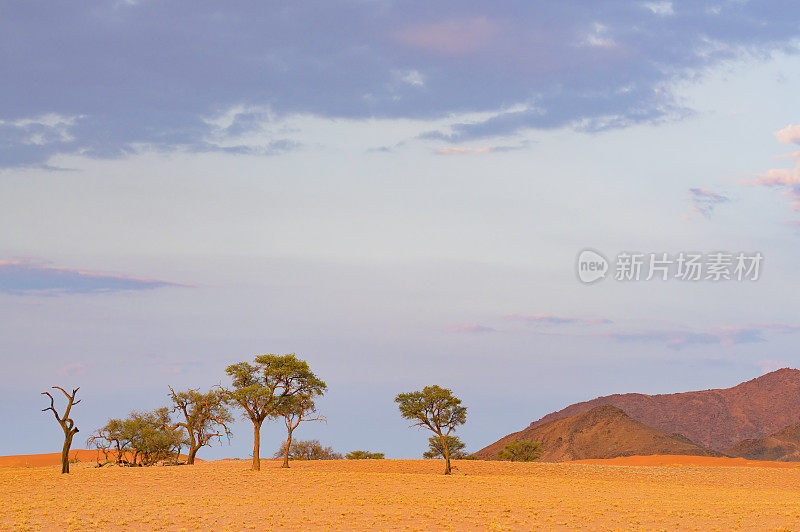 纳米比亚沙漠中的树木