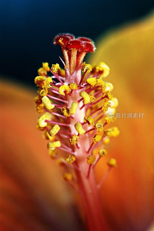 近距离观察黄花花粉(垂直)