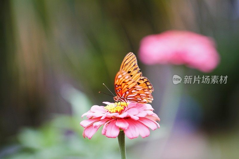 花卉花园宏美在大自然粉红百日与蝴蝶