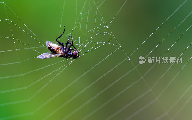 飞在蜘蛛网上
