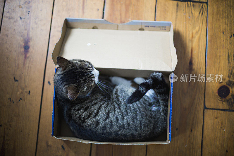 一只虎斑猫躺在鞋盒里