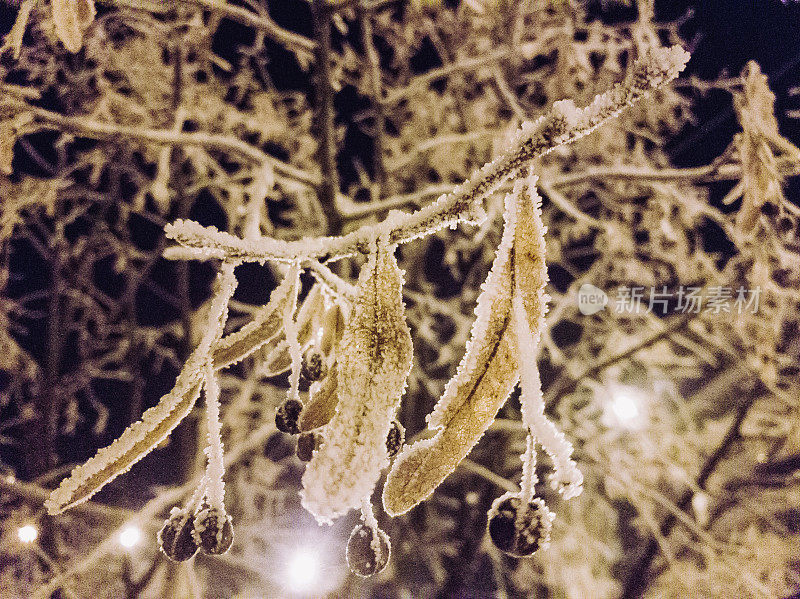 在寒冷的冬夜，菩提树的树枝上结满了白霜