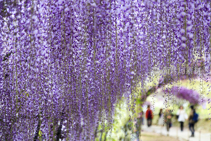 日本Kawachi的紫藤花园