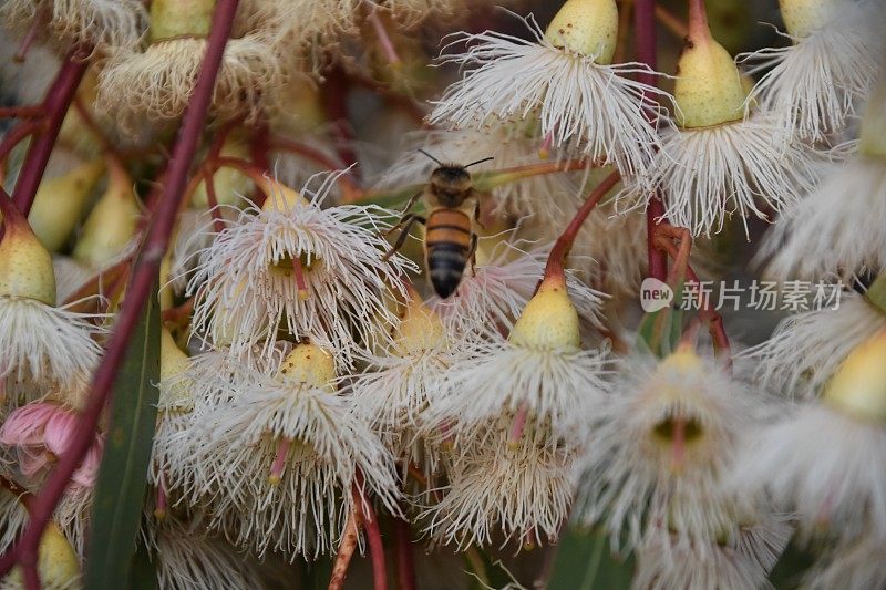 蜜蜂从花中吸取花蜜