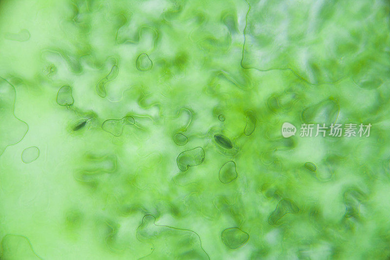 显微镜下的莴苣细胞，放大400倍