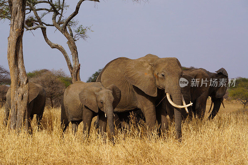 在非洲大象。