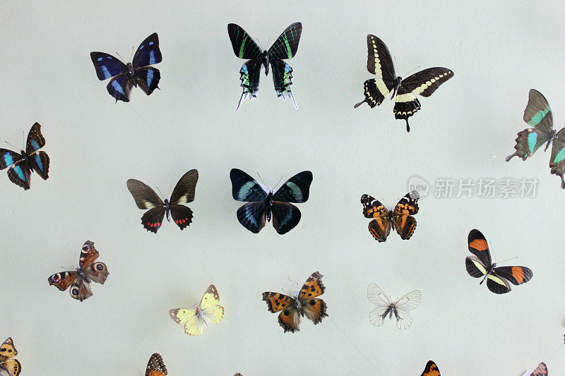 彩色的蝴蝶标本有不同的种类