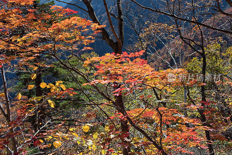 雪岳山的落叶，雪岳山的落叶