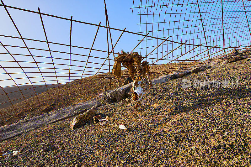 围栏里的死山羊——富尔特温特鲁瓦；巴约山