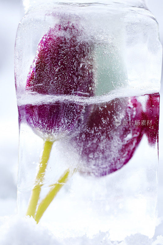 郁金香被冻成冰块