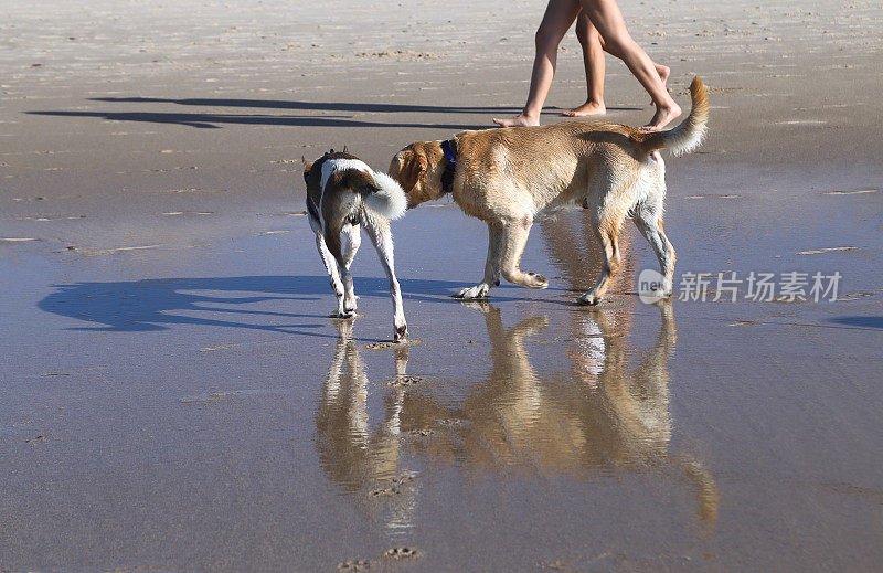 狗在海滩上奔跑