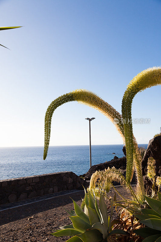 在阳光明媚的纳奥斯港拉帕尔马加那利群岛开花的狐尾龙舌兰仙人掌