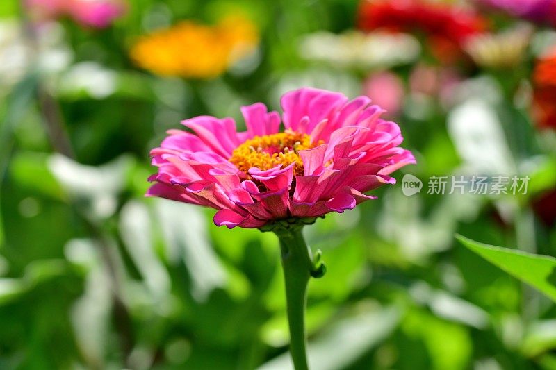 Zinnia花