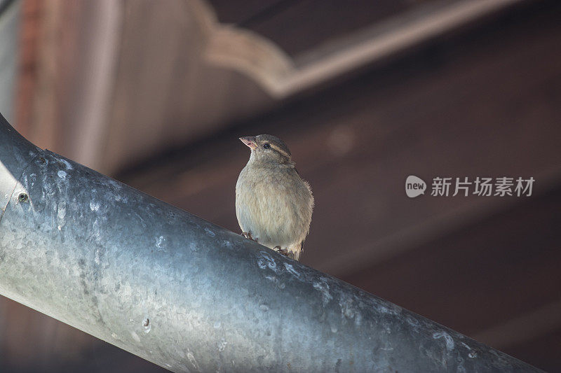 家麻雀坐在屋顶排水沟上