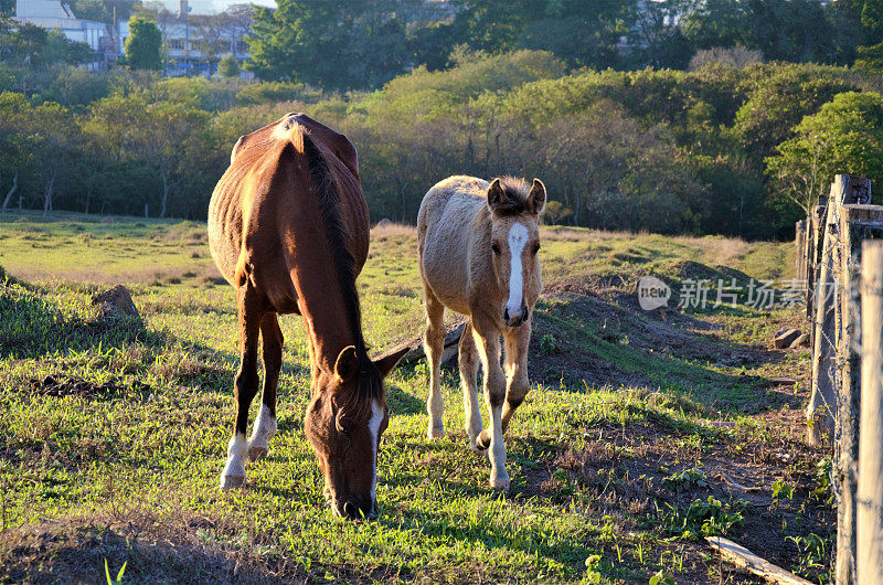 在牧场上吃草的母马和小马驹