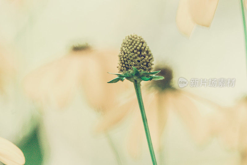 阳光下的Rudbeckie