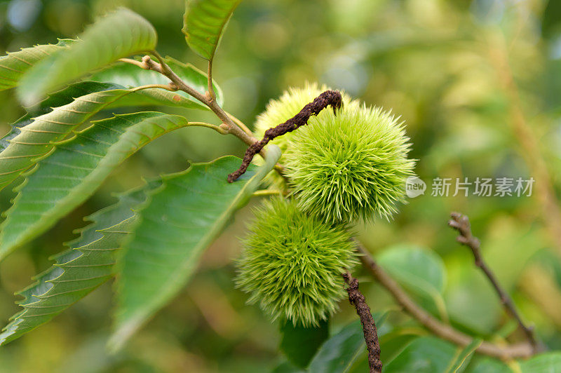 种植栗子树和种子