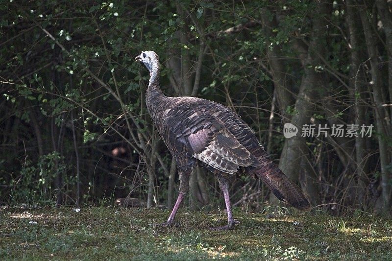 野生火鸡