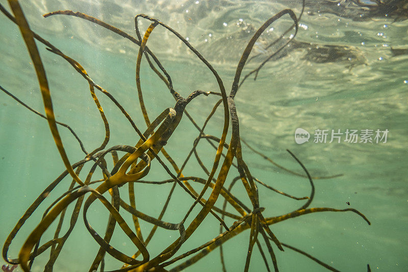 9月的一天，在康沃尔的波斯科诺，清澈的海水里，海藻在游动。